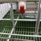 La couche automatique de poulet de système d'eau potable met en cage pour la ferme avicole